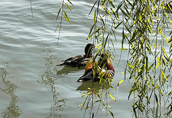 西湖风景名胜区第 357 张图片