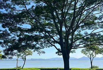 深圳湾公园第 19 张图片