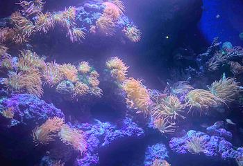 凯恩斯水族馆第 48 张图片