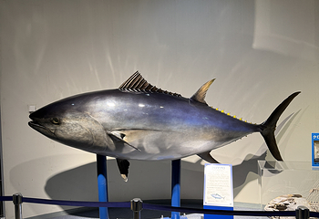 名古屋港水族馆第 38 张图片