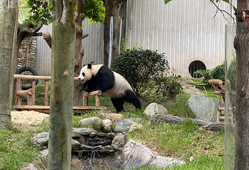 卧龙中华大熊猫苑神树坪基地第 48 张图片