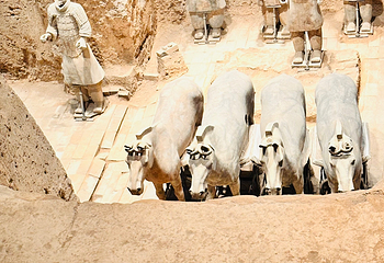 秦始皇帝陵博物院(兵马俑)第 480 张图片