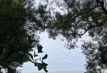 黑沙海滩第 54 张图片