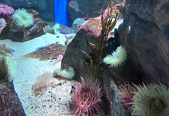 济州岛Aqua Planet水族馆第 88 张图片