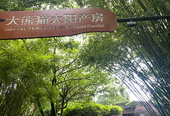 成都大熊猫繁育研究基地第 160 张图片