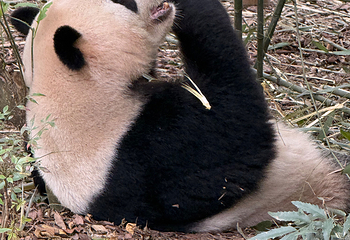 成都大熊猫繁育研究基地第 338 张图片