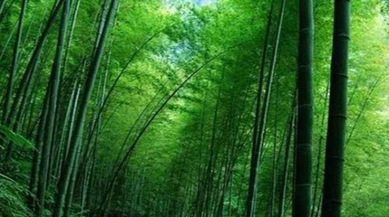 竹海秘境第 1 张图片