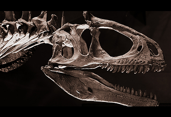 Kitakyushu Museum of Natural History & Human History第 12 张图片