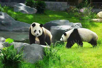 深圳野生动物园第 86 张图片