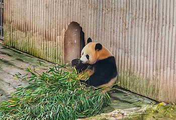 重庆动物园第 77 张图片