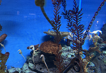 上海海洋水族馆第 130 张图片