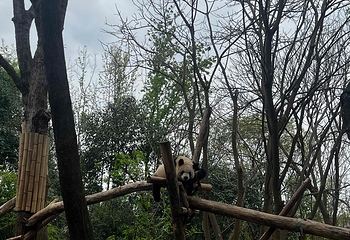 成都大熊猫繁育研究基地第 734 张图片