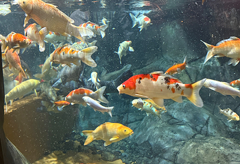 上海海洋水族馆第 183 张图片