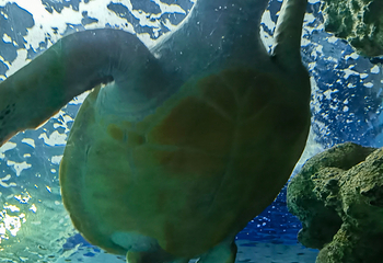 上海海洋水族馆第 195 张图片