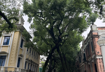 沙面第 40 张图片