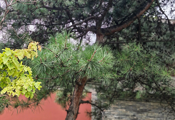 华严寺第 219 张图片