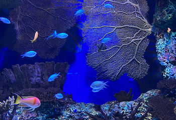 上海海洋水族馆第 147 张图片