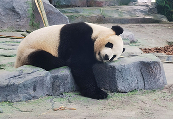 绵阳中华大熊猫苑第 9 张图片