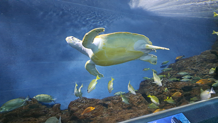 上海海洋水族馆第 204 张图片