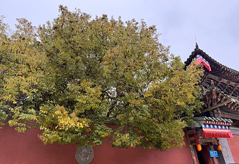 塔尔寺第 57 张图片