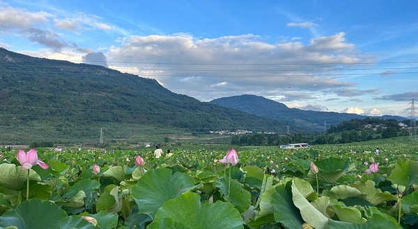 腾冲市荷花湾花海景区