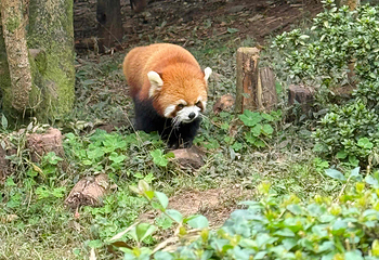 成都大熊猫繁育研究基地第 304 张图片
