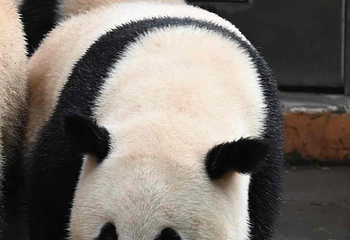 成都大熊猫繁育研究基地第 776 张图片
