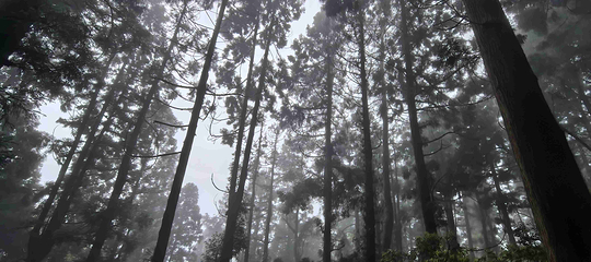 南岳衡山风景名胜区第 80 张图片