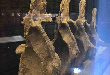 世界恐龙谷第 59 张图片