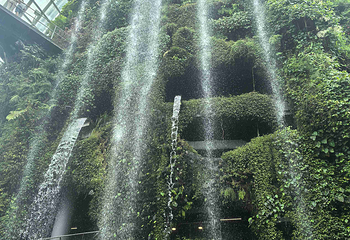 新加坡滨海湾花园第 493 张图片