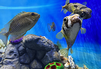 河内乐天世界水族馆第 31 张图片