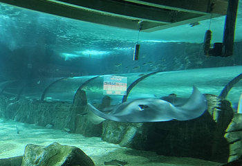悉尼水族馆第 58 张图片