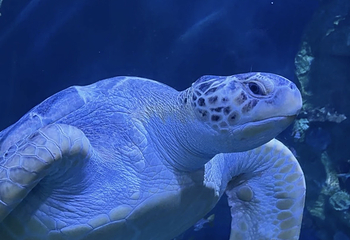 悉尼水族馆第 40 张图片