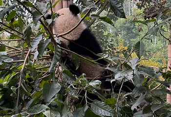 成都大熊猫繁育研究基地第 448 张图片