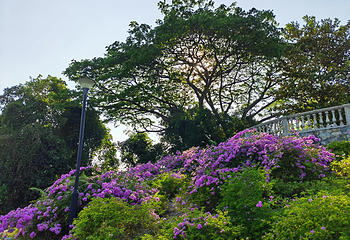 花柏山公园第 74 张图片