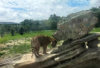 东北虎林园第 189 张图片