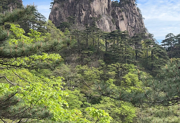 黄山风景区第 291 张图片