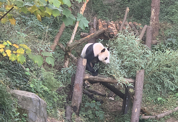 红山森林动物园第 183 张图片