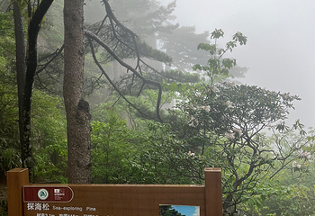 黄山风景区第 448 张图片
