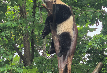 卧龙中华大熊猫苑神树坪基地第 115 张图片