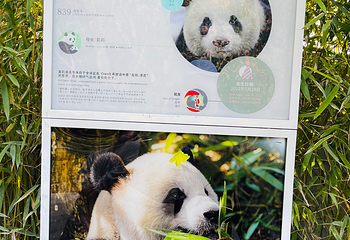 熊猫谷第 34 张图片