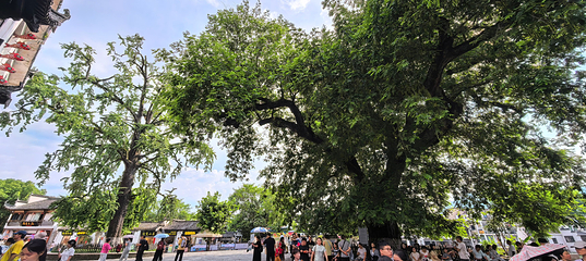 宏村景区第 615 张图片