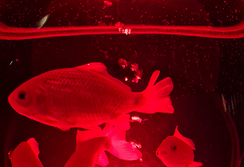 银座艺术水族馆美术馆第 48 张图片