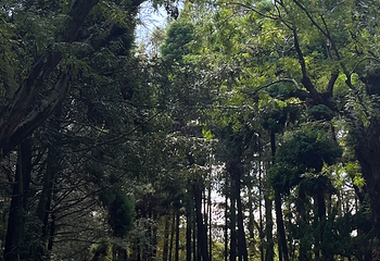 上海植物园第 77 张图片