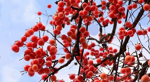 旬邑县连翘生态观光园