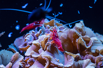 佛州水族馆第 15 张图片
