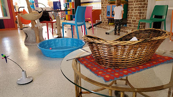 Purr & Pour Cat Cafe