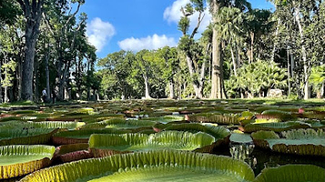 Pamplemousses Garden