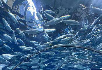 上海海洋水族馆第 187 张图片