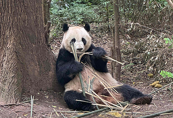 成都大熊猫繁育研究基地第 241 张图片